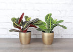 Thorsen's Greenhouse Prayer Plants Set of 2, Maranta leuconeura, Pet Safe, Low Light, Live Indoor Plants, 4" Diameter Plants, Classic Pots (Gold)