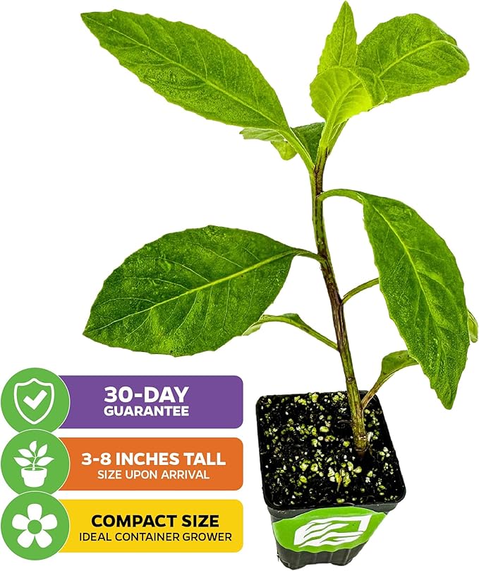 Longevity Spinach Live Plant - Gynura procumbens - Wellspring Gardens Nutrient-Rich Live Vegetable Plants - Vibrant & Healthy Plants, Easy to Grow & Maintain (2-Pack)
