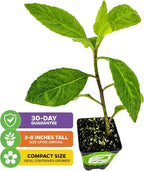 Longevity Spinach Live Plant - Gynura procumbens - Wellspring Gardens Nutrient-Rich Live Vegetable Plants - Vibrant & Healthy Plants, Easy to Grow & Maintain (2-Pack)