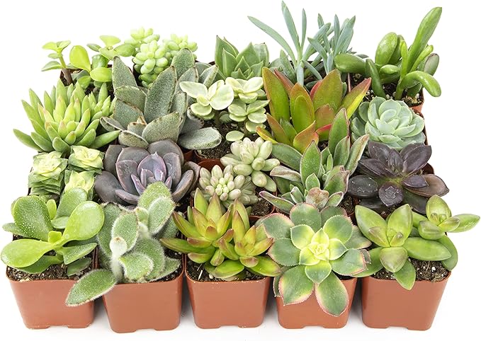 Plants for Pets Easy to Grow Houseplants (12 Pack) & Altman Plants Live Succulent Plants (20 Pack) - Indoor Plants in Plant Pots
