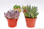 Large Colorful Outdoor Succulents - Assorted 4 Inch - Live Outdoor Succulent Plants - Large Fully Rooted Live Succulents (8)
