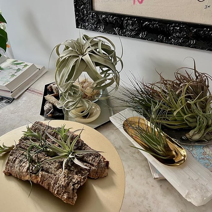 ragnaroc Air Plants - Freyja Gift Box - 10ct - Live Arrival Guaranteed - House Plants for Home Decor & Gift