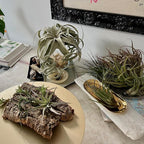ragnaroc Air Plants - Odin Gift Box - 5ct - Live Arrival Guaranteed - House Plants for Home Decor & Gift