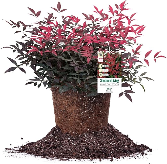 Perfect Plants Southern Living Nandina Flirt in 1 Gallon Pot | Live Outdoor Plant | Dwarf Compact Bush | Evergreen, Red Fire Color Foliage | Patio Landscape Planting | Deer Resistant | Zones 6-10
