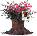 Perfect Plants Southern Living Nandina Flirt in 1 Gallon Pot | Live Outdoor Plant | Dwarf Compact Bush | Evergreen, Red Fire Color Foliage | Patio Landscape Planting | Deer Resistant | Zones 6-10