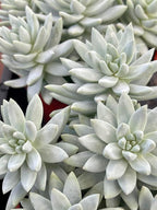 Blue Burrito Succulent Live Healthy Sedeveria Houseplant - Succulents Plants Live - Fully Rooted in 4 inch Plant Pot - Indoor Rosette Succulants for Home and Office Decor