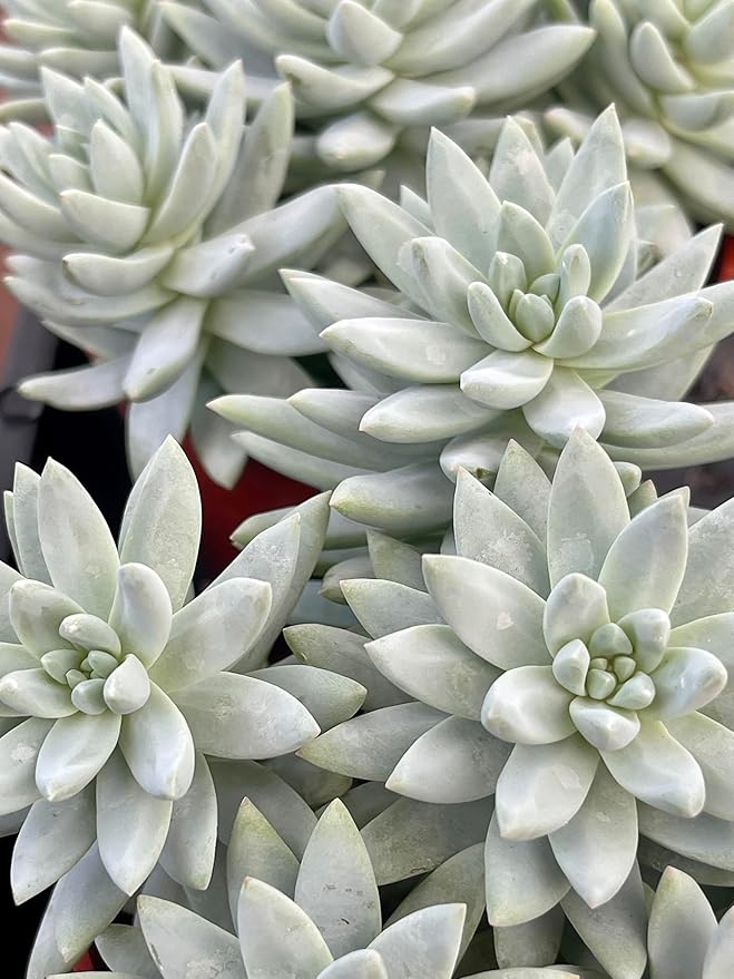 Blue Burrito Succulent Live Healthy Sedeveria Houseplant - Succulents Plants Live - Fully Rooted in 4 inch Plant Pot - Indoor Rosette Succulants for Home and Office Decor