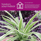 Variegated Spider Plant 'Airplane' - Air-Purifying, Low Maintenance, Thrives in Home & Office - Perfect for Plant Enthusiasts - Live houseplant in Potting Soil