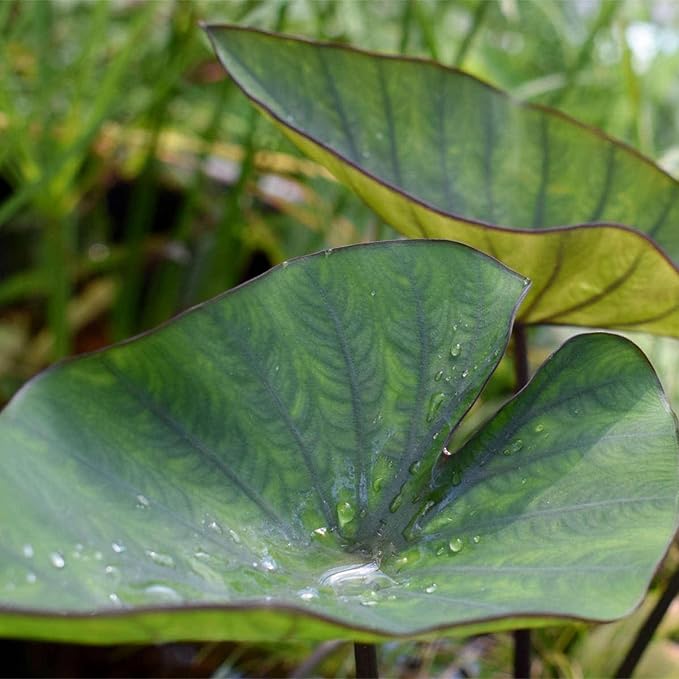 Chalily Teacup Taro, a Great Live Pond Plant for Your Water Garden. Filters The koi and Goldfish Pond. Good for Bogs, Plant Shelf or Shallow Water This marginal Aquatic is a Real Beauty