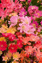 20 LEWISIA Cotyledon-Hybr. [Galaxy Mix Excellent in containers