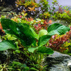 Ultum Nature Systems Anubias Barteri Tissue Culture Live Plant for Aquarium, Aquascape, Freshwater Fish Tanks - 100% Snail Free in Vitro