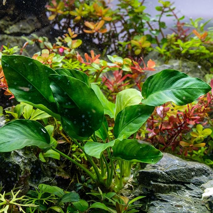 Ultum Nature Systems Anubias Barteri Tissue Culture Live Plant for Aquarium, Aquascape, Freshwater Fish Tanks - 100% Snail Free in Vitro