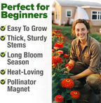 HOME GROWN Will Rogers Zinnia Seeds - 150 Zinnia Flower Seeds for Planting Outdoors - Tall Zinnia Elegans Cut Flowers - Heirloom Non-GMO Zinnia Seeds for 2026