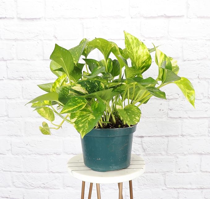 Thorsen's Greenhouse Golden Pothos, Live Indoor Vining Plant, Easy to Grow, Variegated Houseplant, Natural Air Purifier (Nursery Pot, 6-inch Pot)