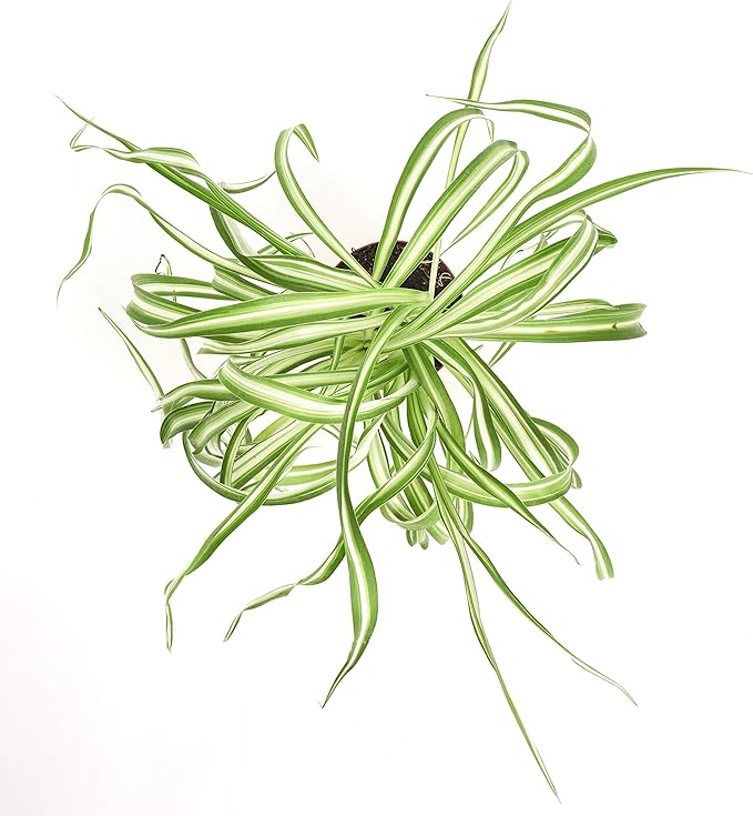 Shop Succulents | 'Bonnie' Curly Spider Plant, Naturally Air Purifying House Plant in 4" Pot, Easy Care, Live Indoor House Plant
