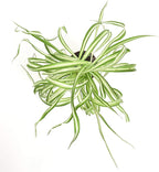 Shop Succulents | 'Bonnie' Curly Spider Plant, Naturally Air Purifying House Plant in 4" Pot, Easy Care, Live Indoor House Plant