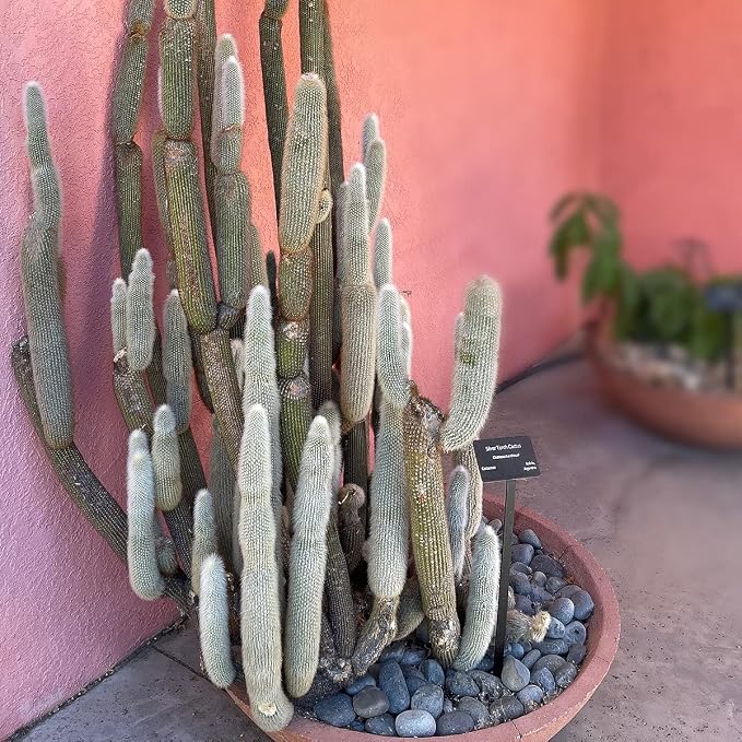 Cactus Outlet - Cactus Plants Live, Live Plants Outdoor & IndoorUse, Live Cactus, Silver Torch