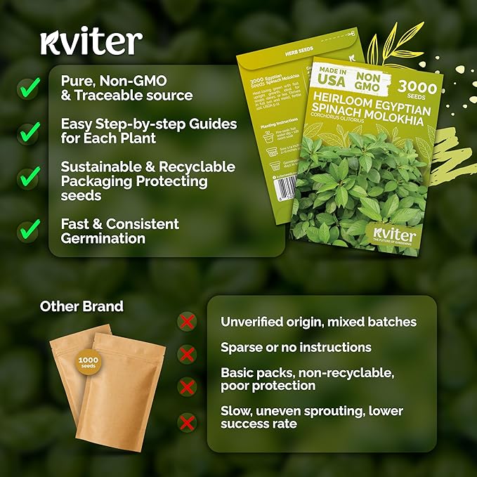 KVITER 3000 Egyptian Spinach Seeds - Molokhia (Corchorus Olitorius) – Jute Leaves, Ewedu, Rau Day, Saluyot Vegetable Seed – Non GMO & Heirloom Vegetable Seeds for Planting Outdoors & Indoors