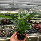 Spathiphyllum 'Peace Lily' Live Plant for Indoor | Different Houseplants in 3'' Pot | Real House Plant for Living Room, Office, Desk & Bathroom | Peace Lily | Spathiphyllum