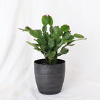 Thorsen's Greenhouse Holiday Cactus, Christmas Cactus, Live Indoor Plant, Pet Safe, 4" Diameter Pot, Classic Pot Cover (Brushed Silver)