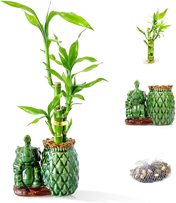Lucky Bamboo 3-Stalk Set with Pebbles in Elephant Pineapple Pot – 6'' 6'' 8'' Live Houseplant for Good Fortune