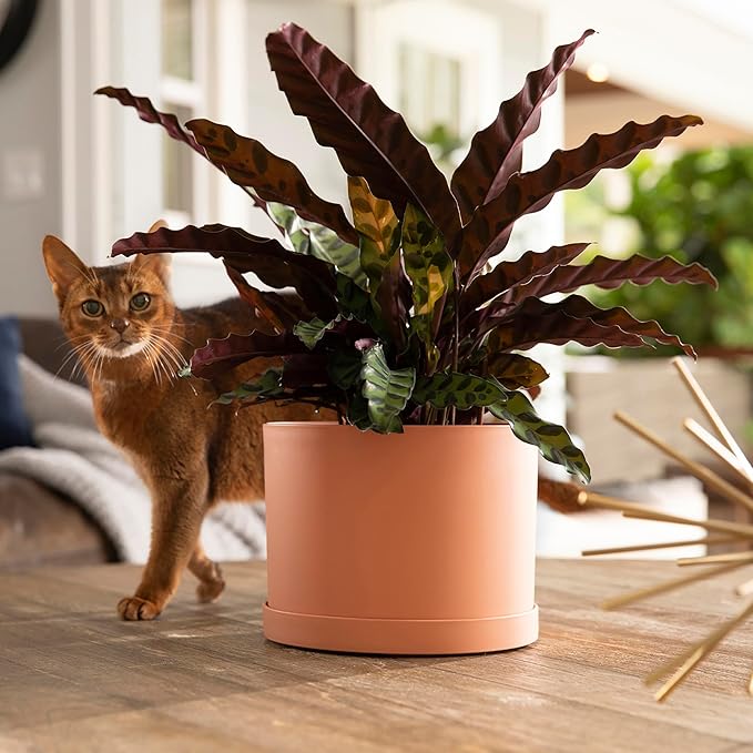 Bloem Mathers 8" Muted Terra Cotta Round Modern Resin Garden Planter Pot with Drainage Holes and Removable Saucer Tray Included