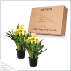 Live Flowering Calla Lily (2 Plants Per Pack) - Yellow, 3+ Blooms - Beautiful Spring Perennial - 12" Tall by 5" Wide in 1 Qt Pot