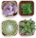 Shop Succulents Collectors Succulent Plant Pack Collection - Live Mini Succulent Plants, Low Maintenance, Colors & Textures - Wedding and Party Favors, Gift & Garden, Pack of 4