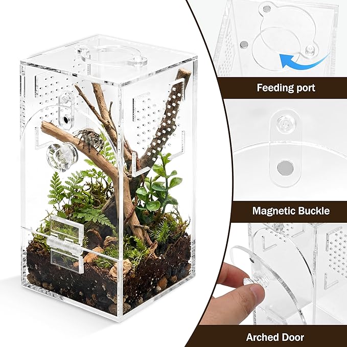 Jumping Spider Enclosure Set, Terrestrial Arboreal Combo, Acrylic Tarantula Terrarium, Praying Mantis Habitat, No Assembly, 2-Size Kit, Medium