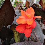 Chalily Canna ‘Australia’, a Great Live Pond Plant for Your Water Garden. Filters The koi and Goldfish Pond. Good for Bogs, Plant Shelf or Shallow Water This marginal Aquatic is a Real Beauty