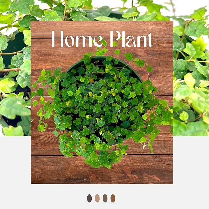 Live Plant String of Frogs 4" - Live Trailing Succulent Fully Rooted in Pot with Soil Mix - Rare House Plant for Home Office Wedding Hanging Decoration, DIY Projects, Party Favor(Heat Pack Included)