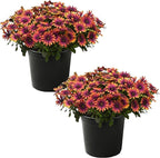 Live Flowering Osteospermum Plant - Copper Amethyst (2 Plants Per Pack), Beautiful African Daisies, Early Spring Color, 12" Tall by 5" Wide in 1 Qt Pot