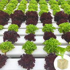 Halatool 1 Inch Rockwool Cubes Garden Rock Wool Stonewool Grow Cubes Starter Plugs for Hydroponics Soilless Cultivation Clone Plants Germination Start (6 Sheets, 300 Plugs in Total)