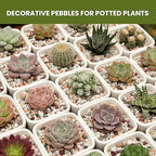 1/8 Inch Natural Aquarium Gravel, Small Pebbles for Fish Tank, Indoor Plants & Succulents, Mixed Color Mini River Rocks for Drainage, Terrarium, Top Dressing & Vase Filler, 3 lb