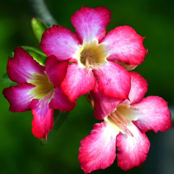 CarpetC 10+ Desert Rose Seeds for Planting, Adenium obesum Caudex Succulent with Showy Blooms, Non-GMO Heirloom for Bonsai and Containers