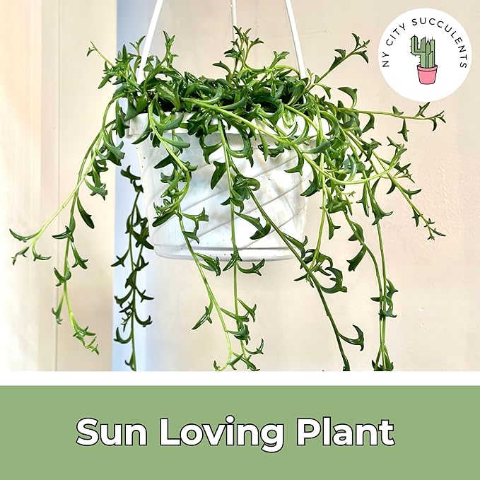 String of Dolphins Plant – Live 6” Hanging Basket Dolphin Succulent - Easy-Care Rare Air-Purifying Houseplant for Home, Office, Wedding Decor or Birthday Gift (Heat Pack Included)