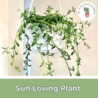 String of Dolphins Plant – Live 6” Hanging Basket Dolphin Succulent - Easy-Care Rare Air-Purifying Houseplant for Home, Office, Wedding Decor or Birthday Gift (Heat Pack Included)