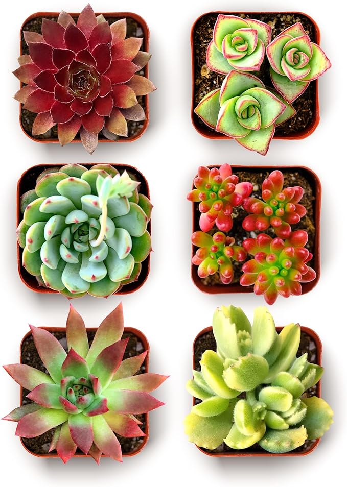 Shop Succulents Spring Beauties Bulk Succulent Plant Pack – Live Mini Succulent Plants, Bright Colorful Mix, Easy Care Houseplants – Gardening, Terrariums, Gifts & Party Favors, 2" Pots