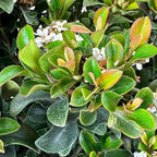 Blooming & Beautiful - Southern Moon Yedda Hawthorn - 3 gal - Monrovia - Evergreen Shrub - Spring White Flowers - Green Foliage - Zones 7-10 - Rhaphiolepis umbellata 'RutRhaph1' - 3 Gallon Pot