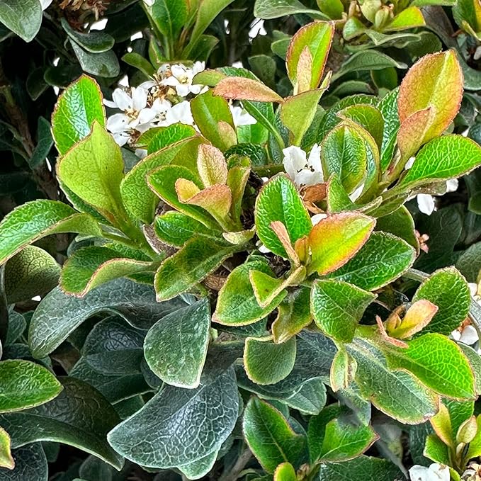 Blooming & Beautiful - Southern Moon Yedda Hawthorn - 3 gal - Monrovia - Evergreen Shrub - Spring White Flowers - Green Foliage - Zones 7-10 - Rhaphiolepis umbellata 'RutRhaph1' - 3 Gallon Pot