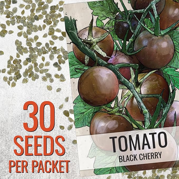 Seed Needs Tomato Seeds for Planting Black Cherry Tomatoes - Non-GMO Heirloom & Untreated Indeterminate Variety to Plant a Home Grown Outdoor Vegetable Garden (5 Packs)