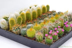 Cactus Plants Live – Small Assorted 2-Inch Cactus Plants – Fully Rooted Potted Cactus Plants – Live Cactus Plant Set (40)