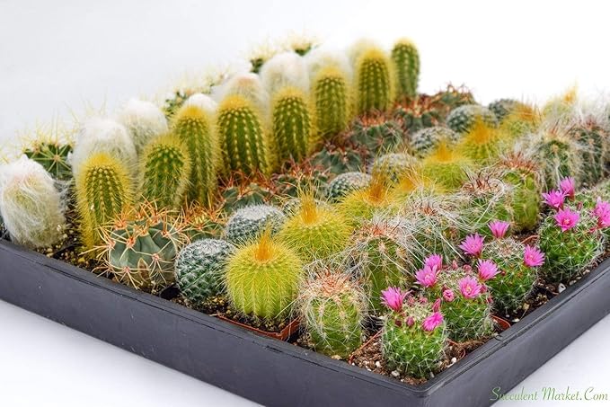 Cactus Plants Live – Small Assorted 2-Inch Cactus Plants – Fully Rooted Potted Cactus Plants – Live Cactus Plant Set (40)