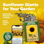 HOME GROWN Sunflower Seeds to Plant | 520+ Giant Mammoth Sunflower Seeds for Planting Bulk Packet | Heirloom, High Germination, Easy to Grow Jumbo Sun Flower for Home Garden(Helianthus annuus)