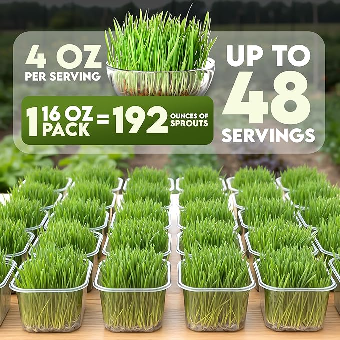Nature Jims Sprouts Wheat Grass Seeds – Non-GMO Organic Seeds for Planting, Cat Grass for Growing & Sprouting – Resealable Bag for Fresh Wheatgrass Sprouts – Vitamins, Minerals, & Fiber-Rich –16oz