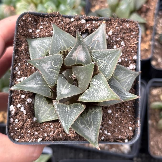 Rare Haworthia Badia Shuten doji - Succulent Plants – Unique Varieties | Live Indoor Plants | Low-Maintenance | Great for Collectors, Home, Office, and Gifts
