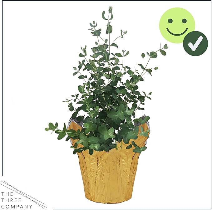 Live Aromatic and Healthy Herb - Eucalyptus, Improves Air Quality, Wrapped in Deco Cover, 14" Tall by 6" Wide in 1.25 Quart Pot