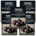 Black Cherry Tomato Seeds for Planting – Indeterminate Heirloom Non-GMO Variety – Grow High Yields of Deep Purple-Black Cherry Tomatoes with Sweet Rich Flavor – Survival Garden Seeds (5 Packs)