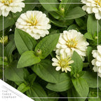 Live Zinnia 2-Pack – White, Flowering Annual, Beautiful Spring and Summer Blooms, 10" Tall by 5" Wide in 1 Qt Pot