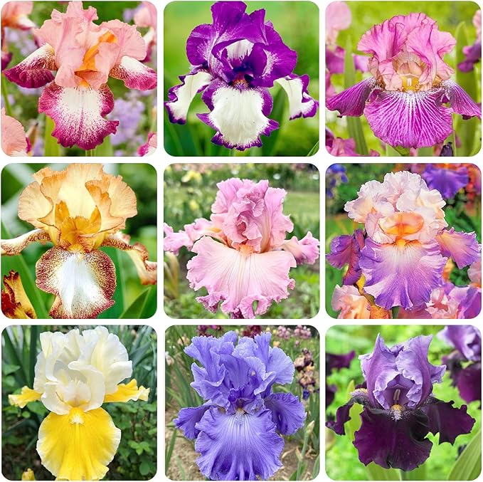 200+ Mixed Color Rare Heirloom Iris Seeds for Planting - Stunning Colors for Your Garden